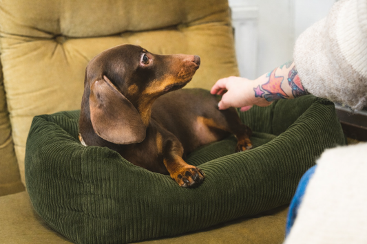 Tyylikkäimmät koiran pedit, jotka sopivat sisustukseen