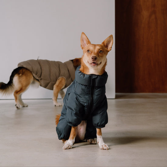 CushyCushy musta koiran puffer haalari