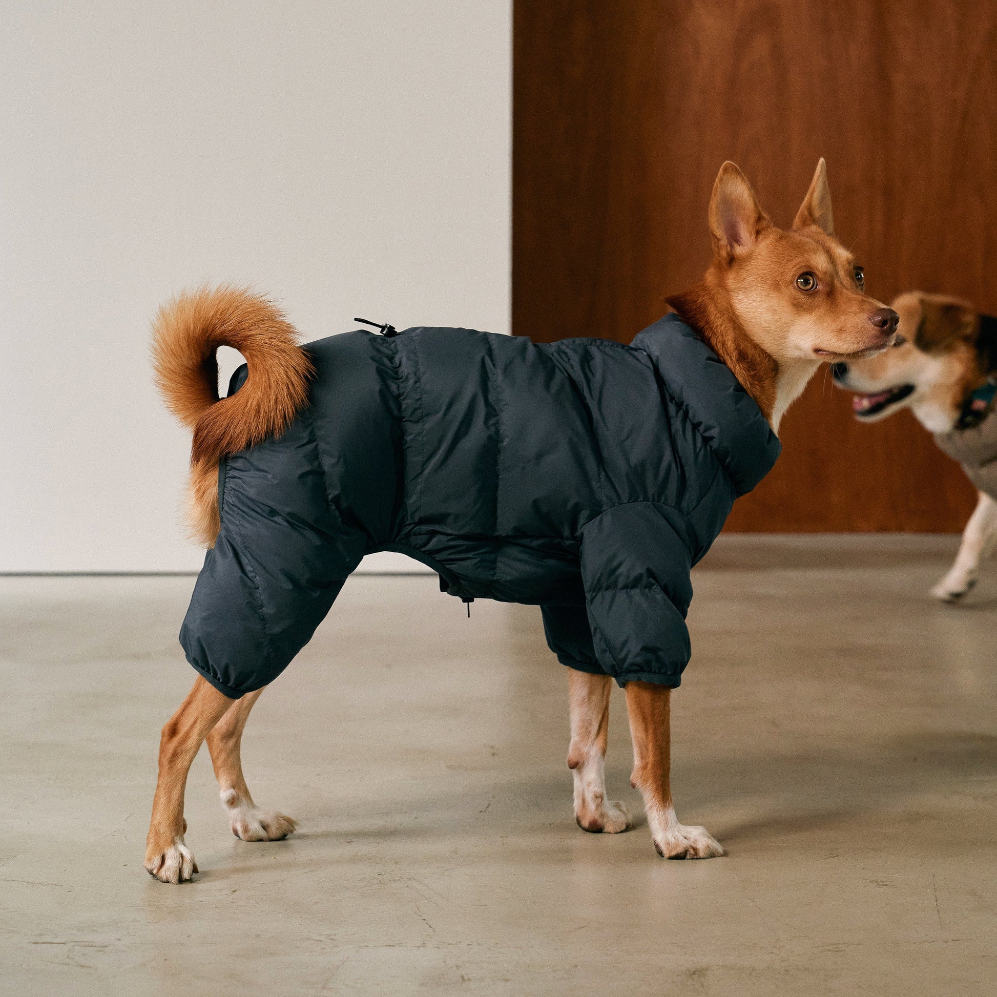 CushyCushy musta koiran puffer haalari