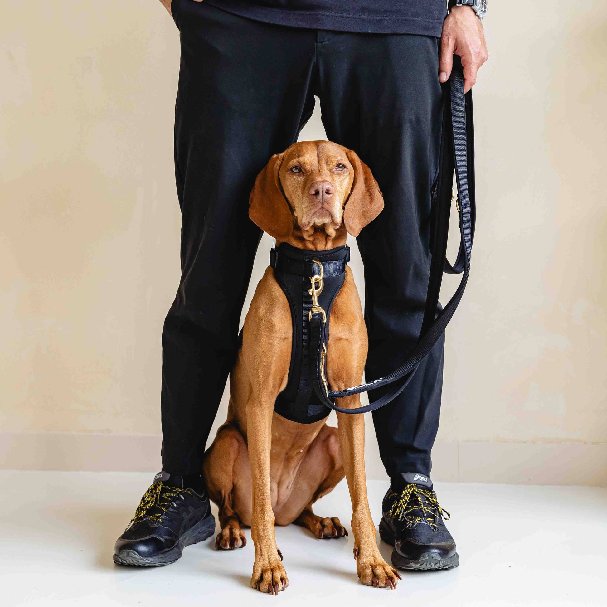 GULA koiran mustat valjaat