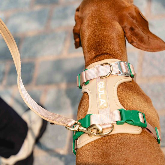 Beige & Vihreä GULA koiran valjaat