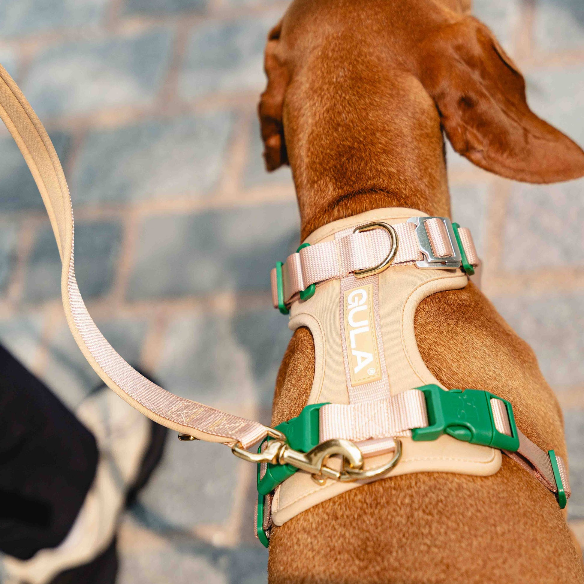 Beige & Vihreä GULA koiran valjaat