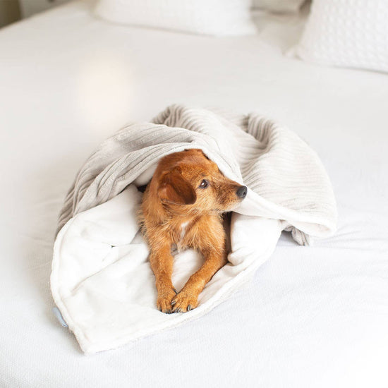 Koiran viltti, vaaleanharmaa