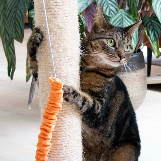 Mighty Mac -kissanlelu