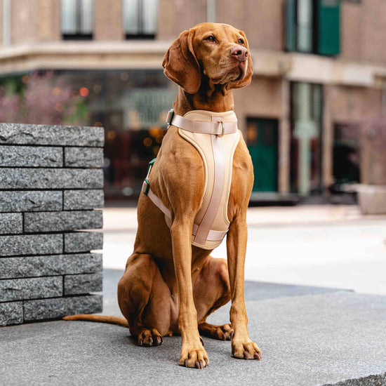 Beige & Vihreä GULA koiran valjaat