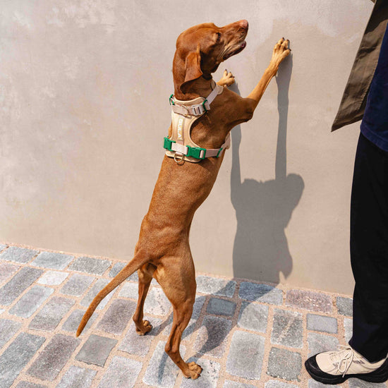 Beige & Vihreä GULA koiran valjaat