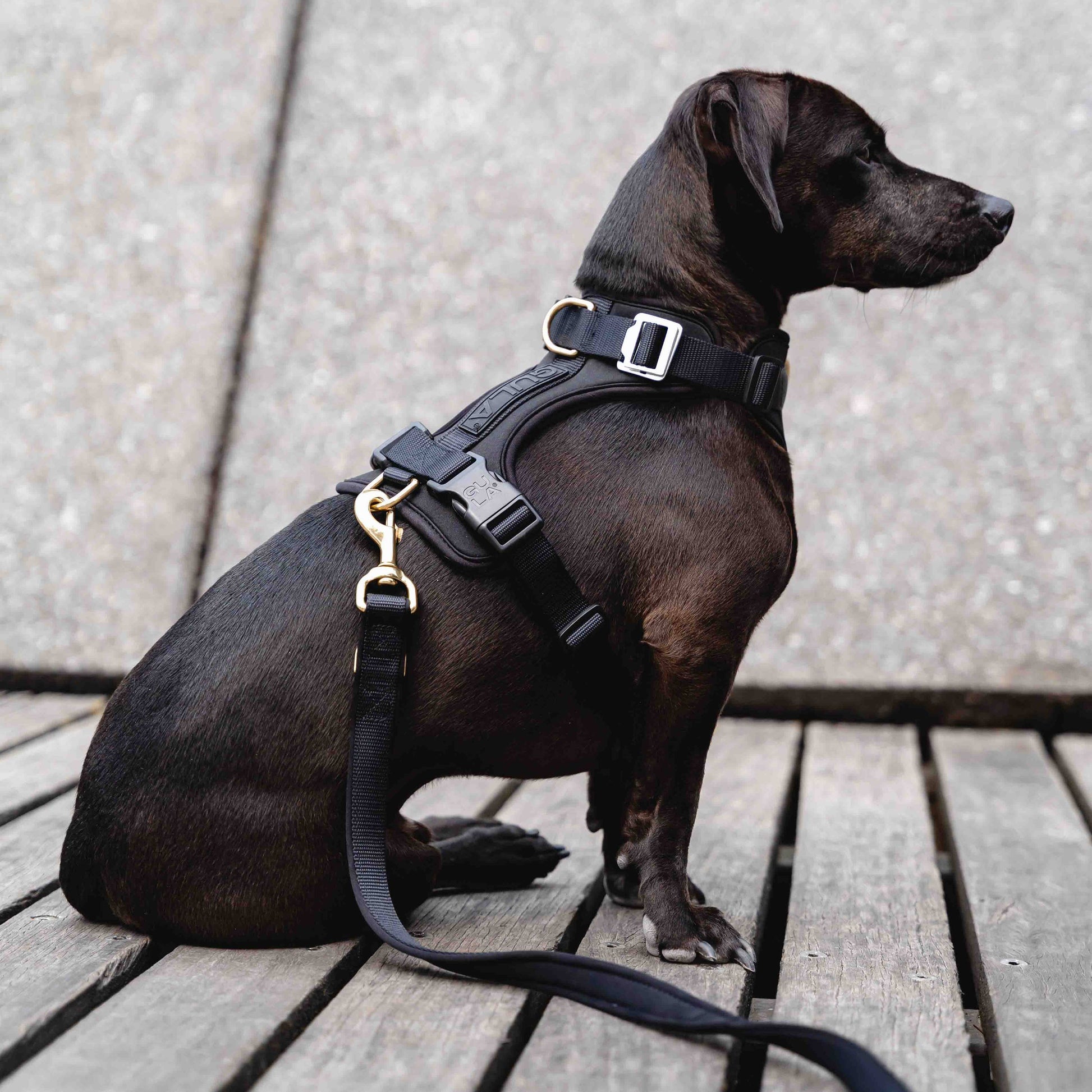 GULA koiran mustat valjaat