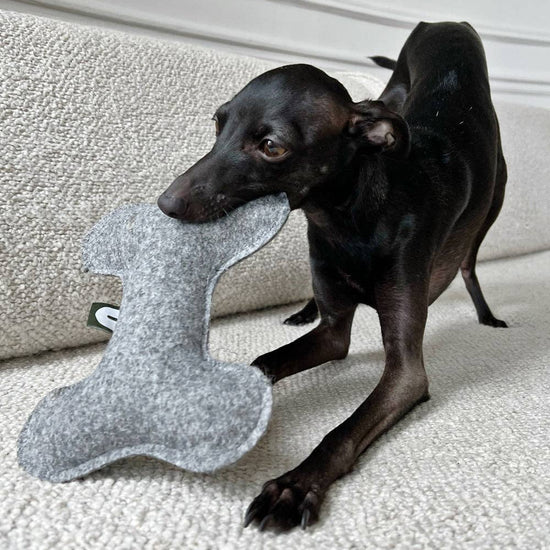 CAFIDE Play koiran pehmolelu, harmaa