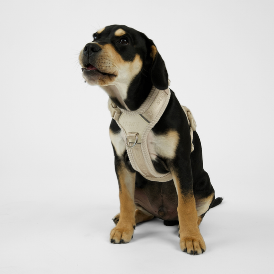Numa Dog Harness | Oat by Staey