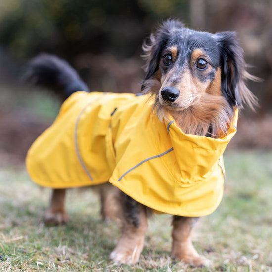 Rukka Pets Hayton – Keltainen sadetakki koiralle