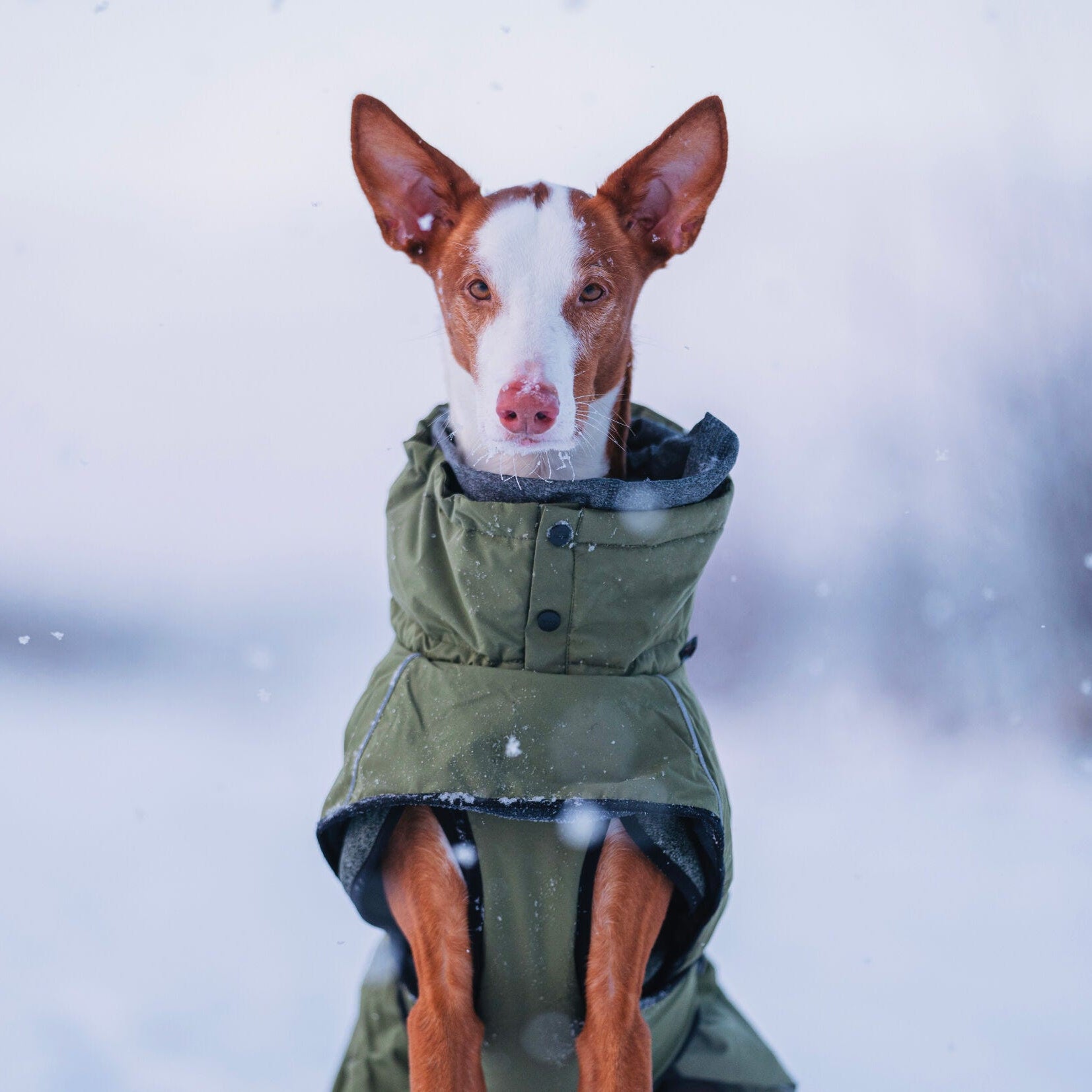 Rukka Pets Warmup 2.0 Coat – Oliivinvihreä talvitakki koiralle 