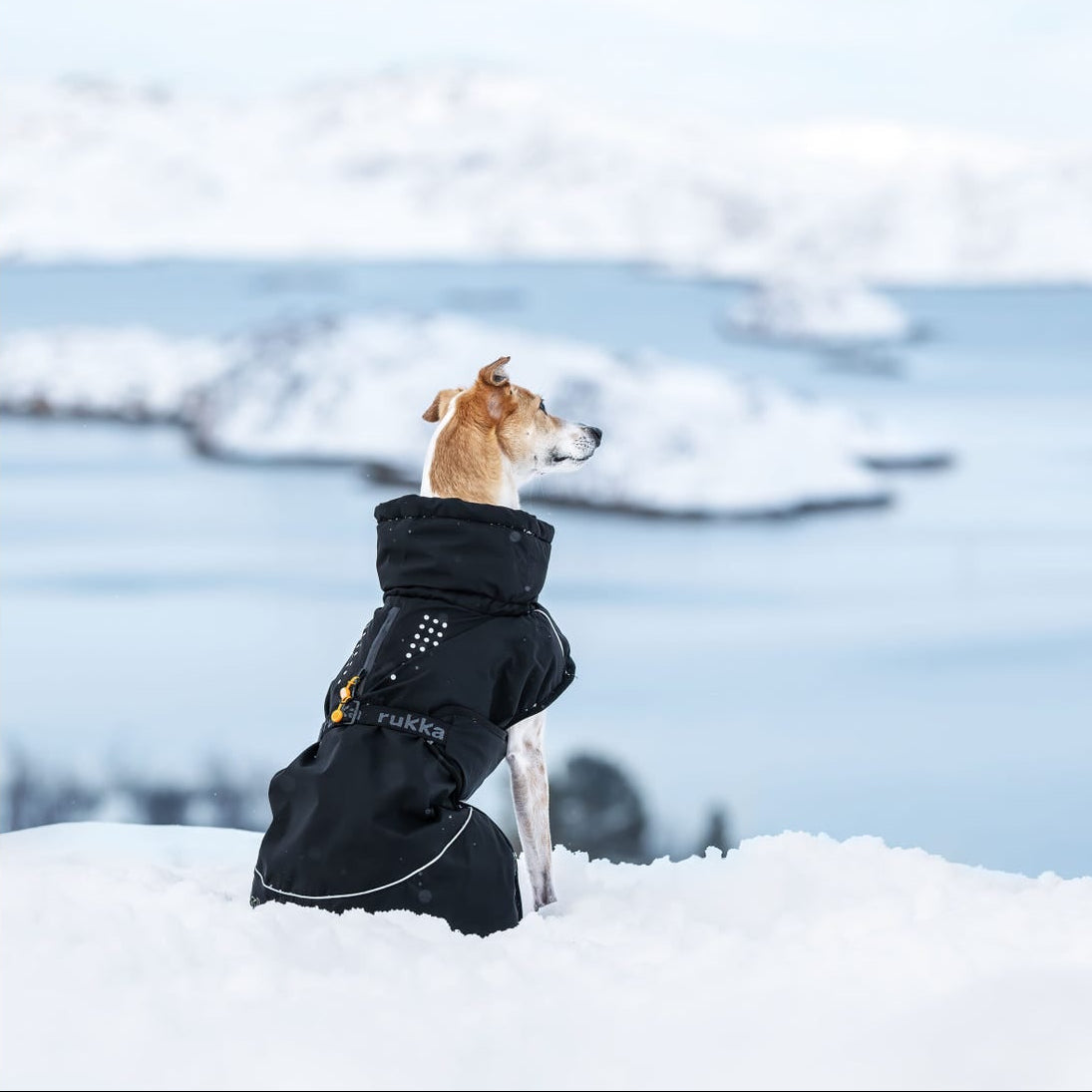 Rukka Pets musta koiran takki