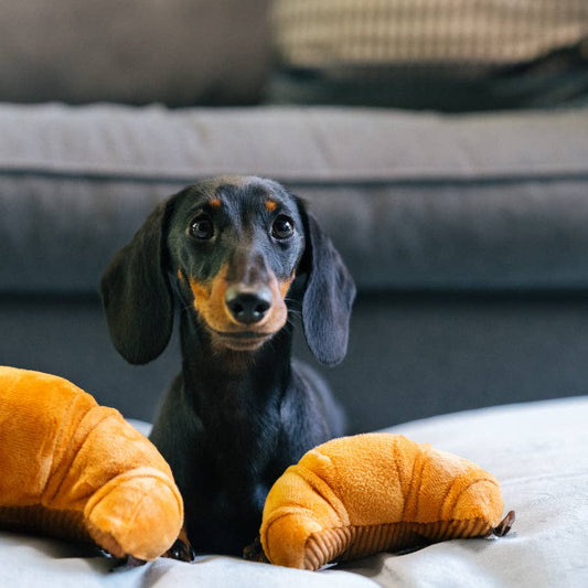 Pup's Pastry -koiran lelu