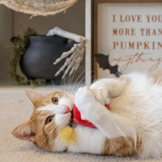 Kitty-Boom -kissanminttulelusetti