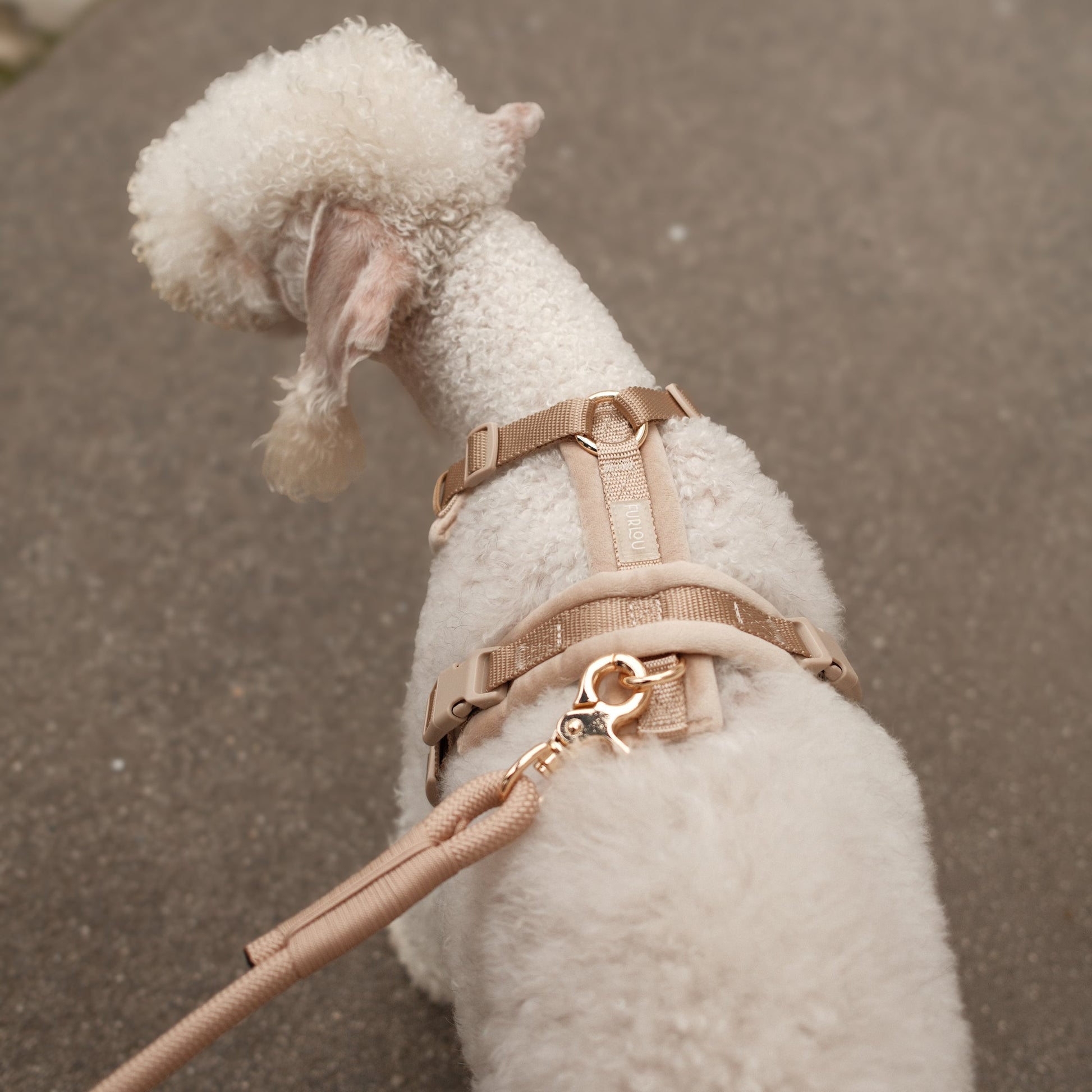 Furlou Hands-free talutin, puuteri Koiran ulkoilu