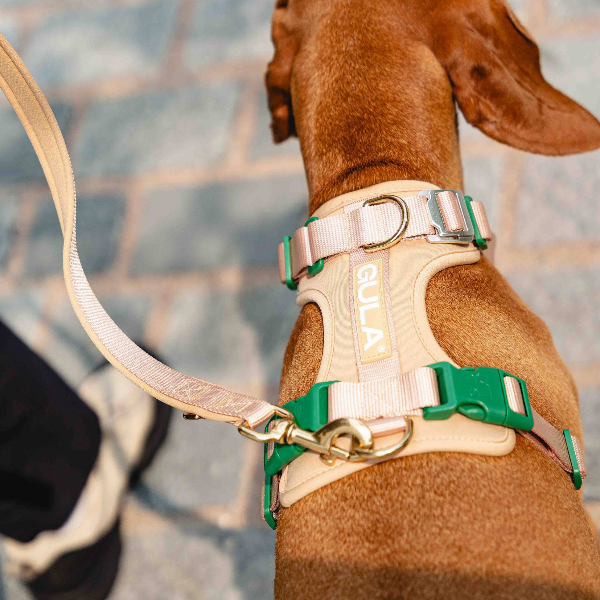 GULA koiran talutushihna