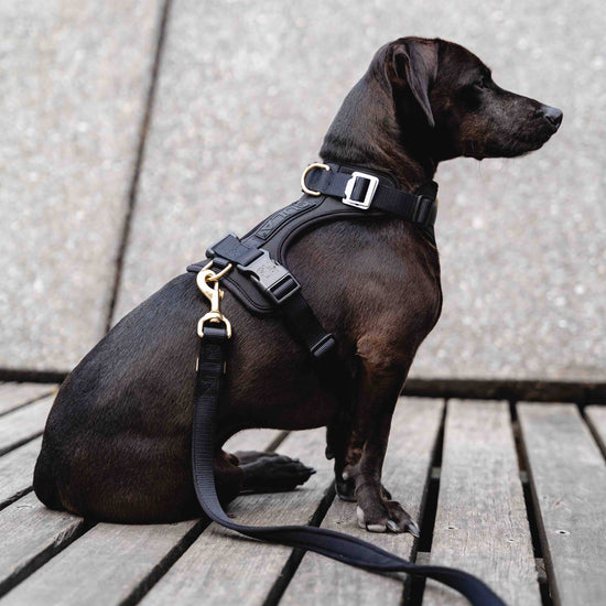 GULA koiran musta talutushihna