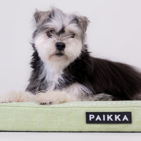 PAIKKA Ortopedinen viilentävä patja koiralle, vihreä Koiran peti
