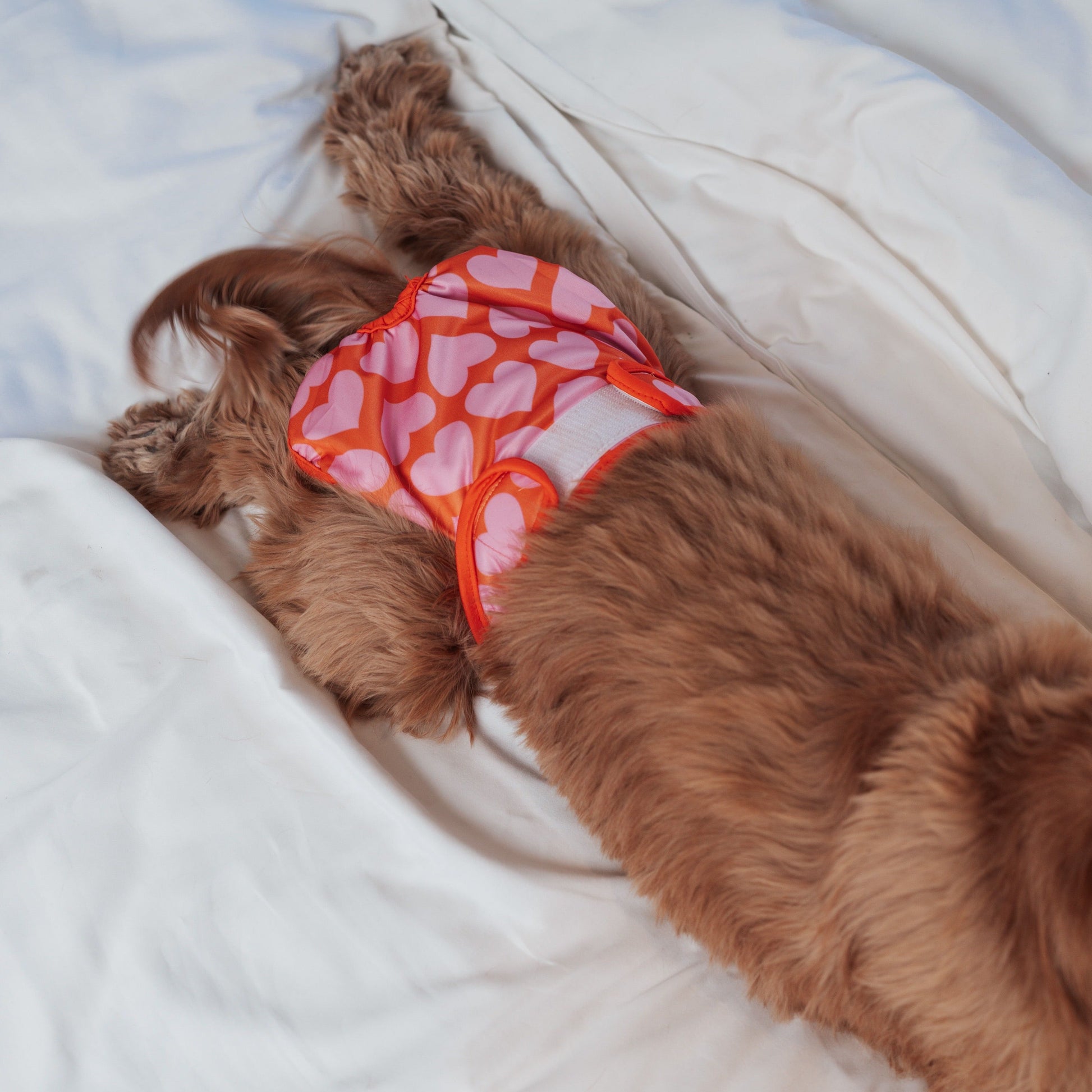 Lou and Co koiran juoksuhousut sydämillä