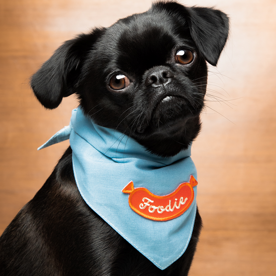 Scout's Honour Foodie ansiomerkki koiralle