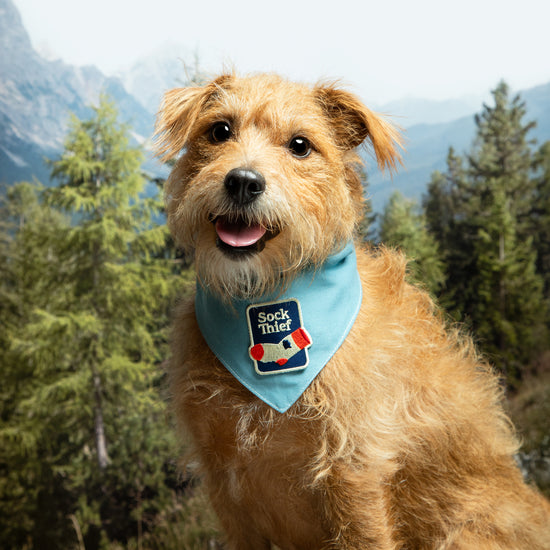 Partiohuivi lemmikille, sky blue