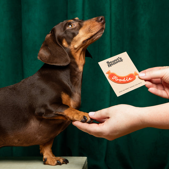 Scout's Honour Foodie ansiomerkki koiralle