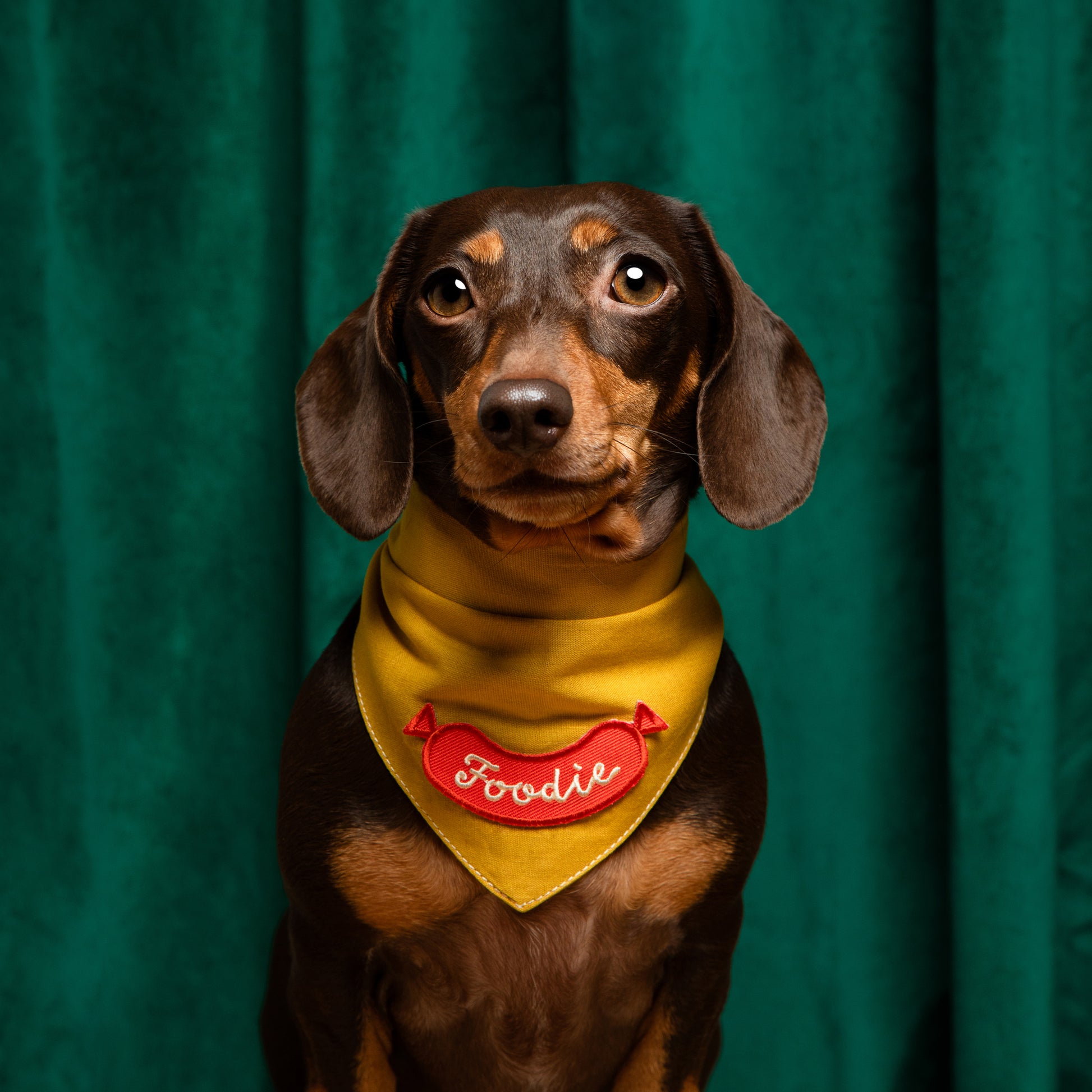 Scout's Honour Foodie ansiomerkki koiralle