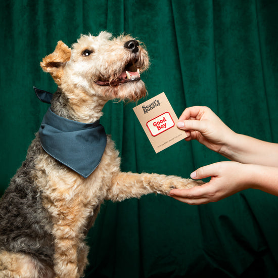 Scout's Honour Good Boy -silitettävä kangasmerkki koiralle