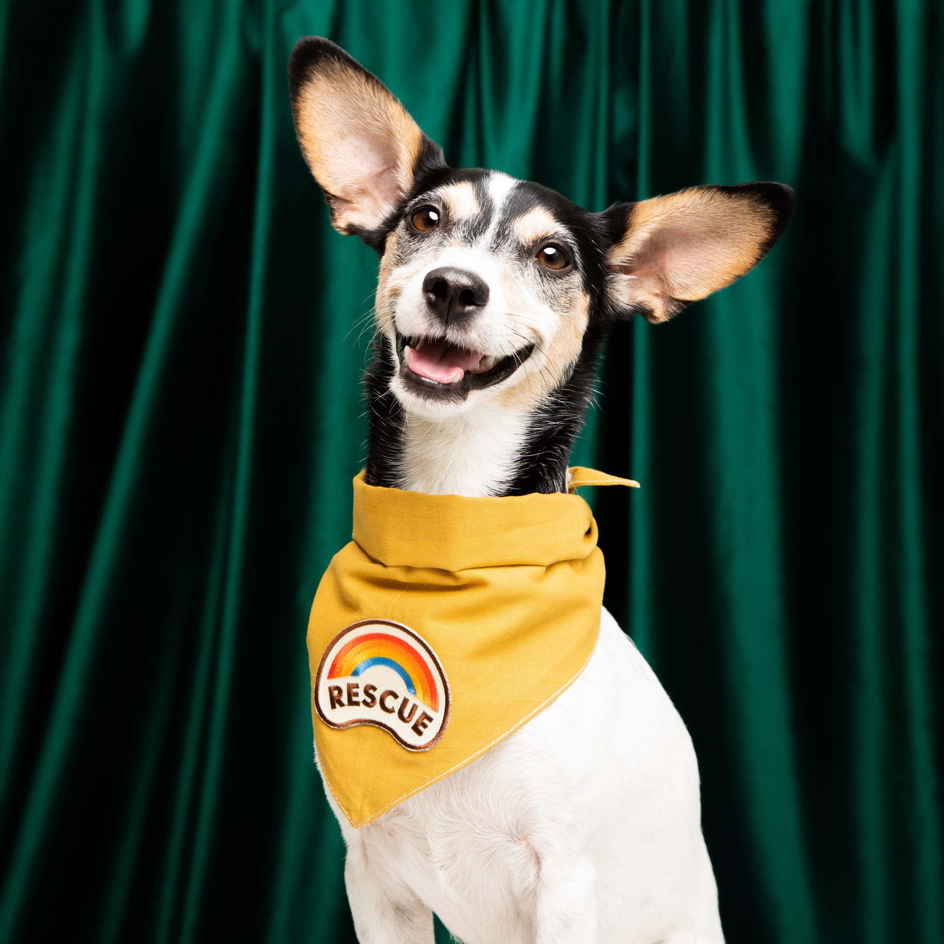 Scout's Honour Rescue-koiran ansiomerkki