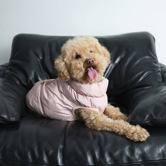 Vaaleanpunainen koiran talviliivi