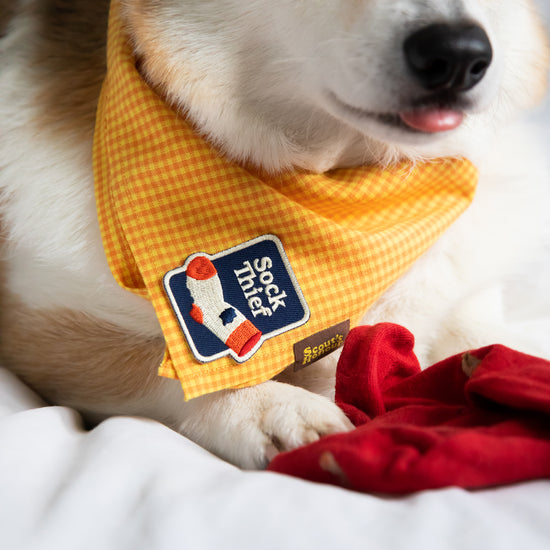 Scout's Honour Sock Thief -silitettävä kangasmerkki koiralle