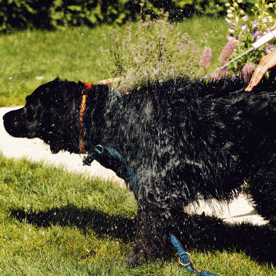 Hellävarainen koiran shampoo