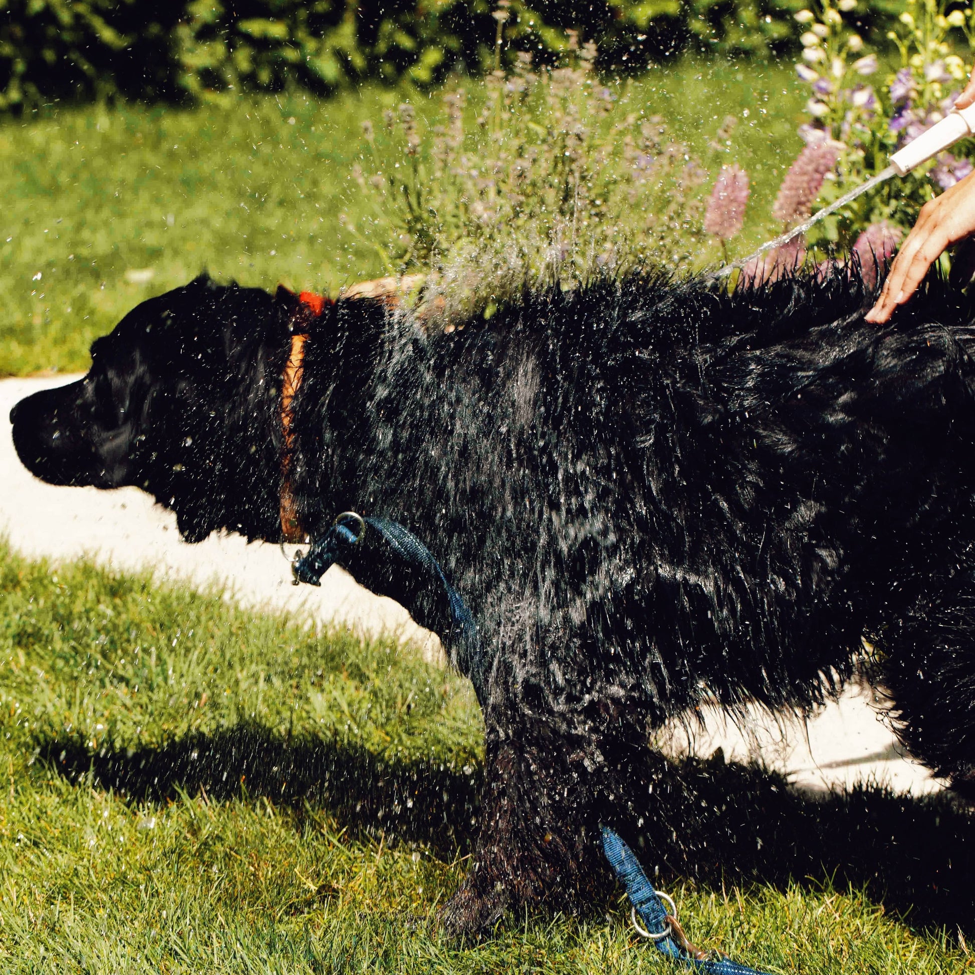 Hellävarainen koiran shampoo