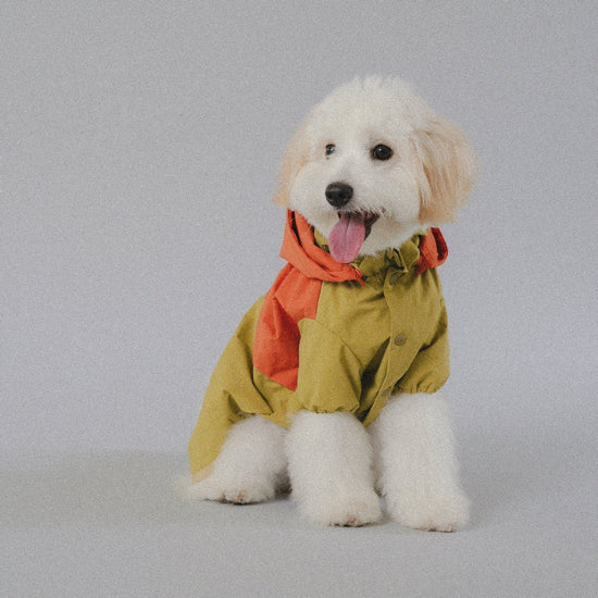 CushyCushy All - weather - koiran sadetakki, oranssi