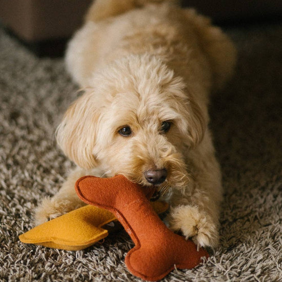 CAFIDE Play koiran leluluu, terracotta