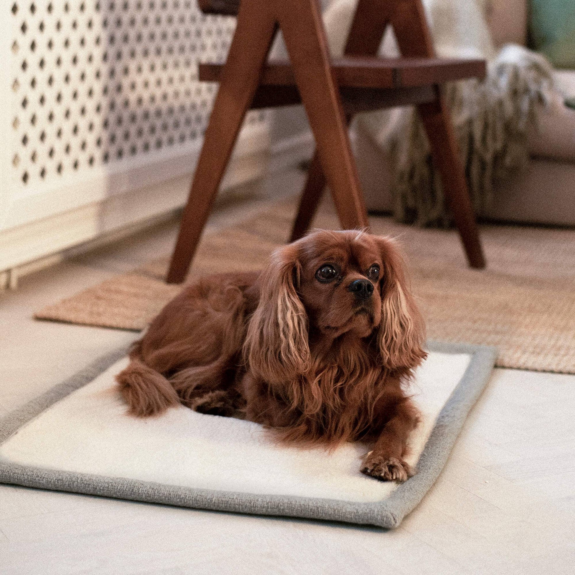 Koiran makuualusta matkalle, greige