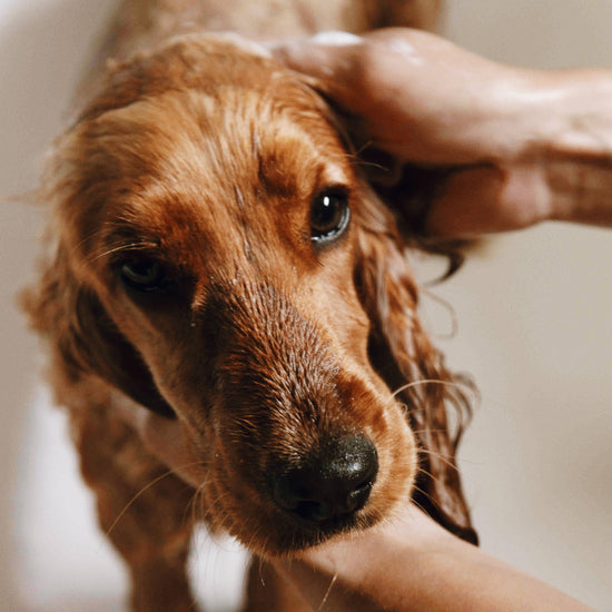 Hellävarainen koiran shampoo