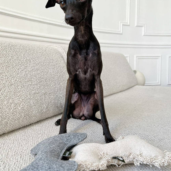 CAFIDE Play koiran pehmolelu, harmaa