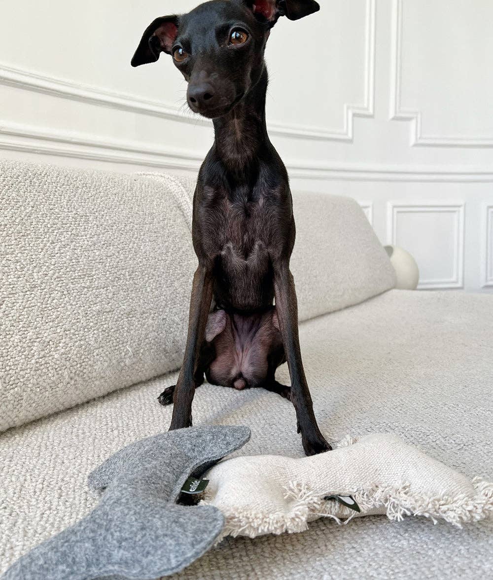 CAFIDE Play koiran pehmolelu, harmaa