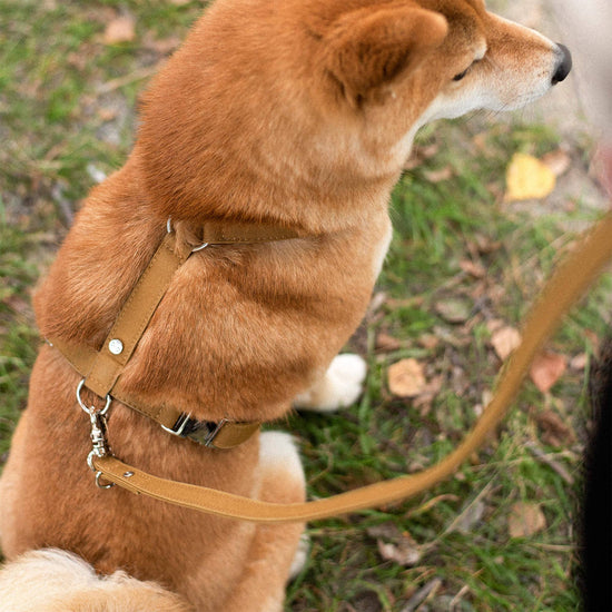 Denjo Dogs Signature Go -koiran y-valjaat, sinappi