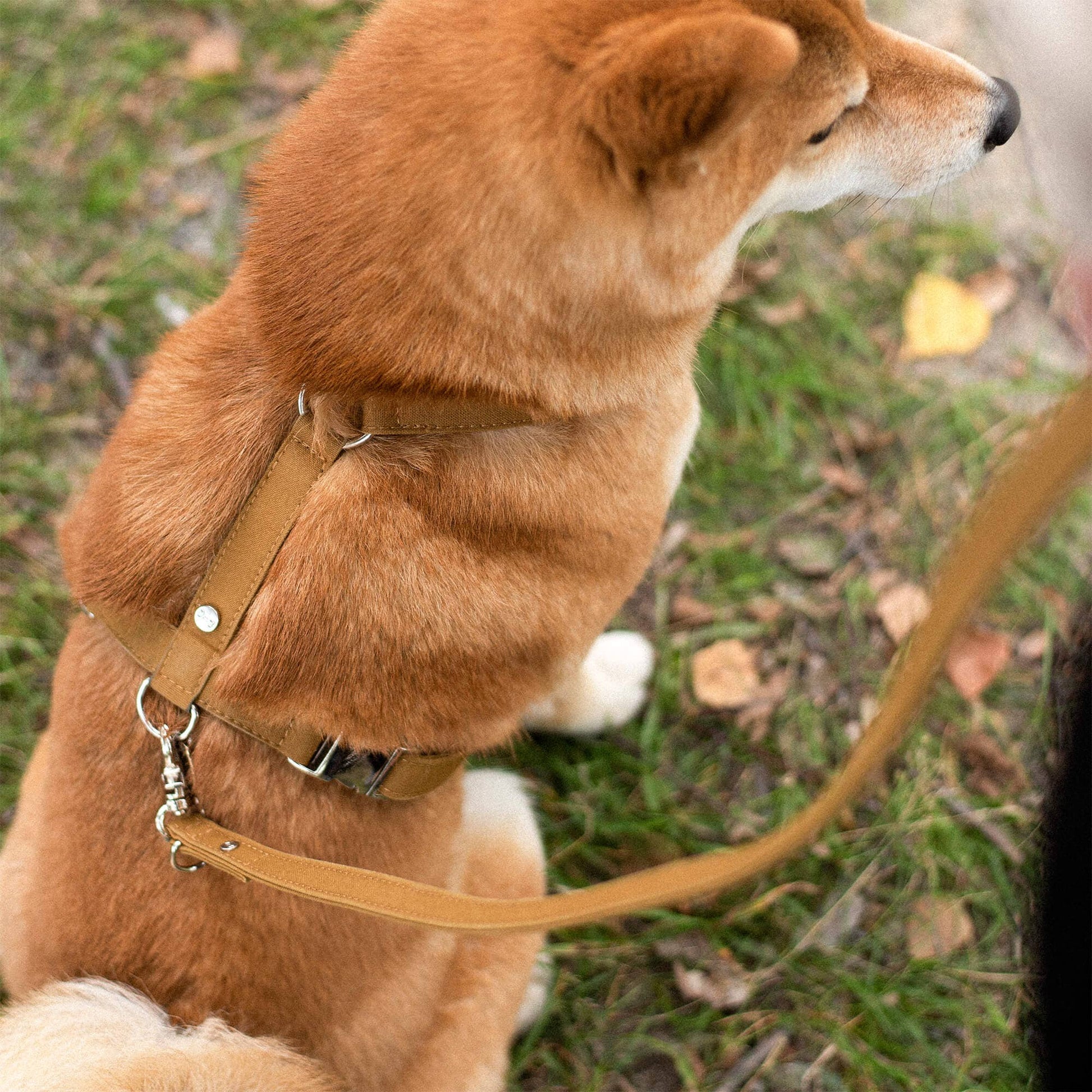 Denjo Dogs Signature Go -koiran y-valjaat, sinappi