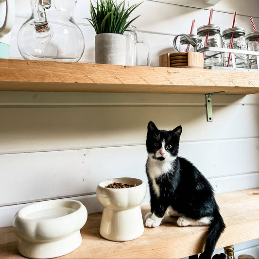 Creamy Elevated Cat Water Bowl