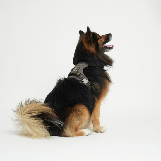 Staey Elma Active -valjaat koiralle, taupe