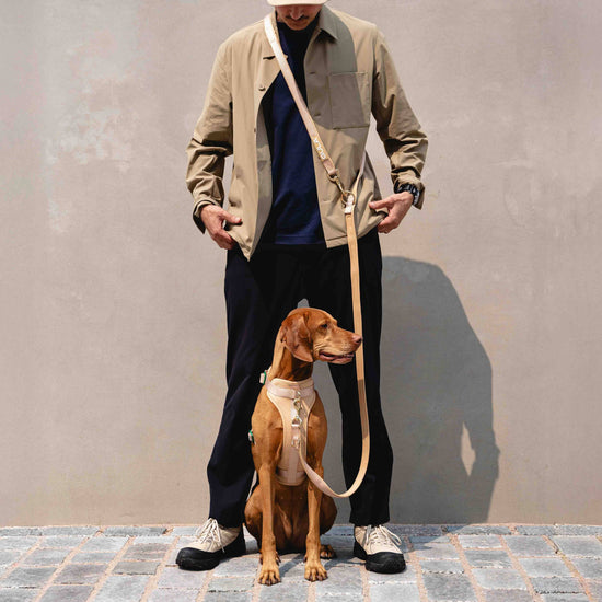 Beige & Vihreä GULA koiran valjaat