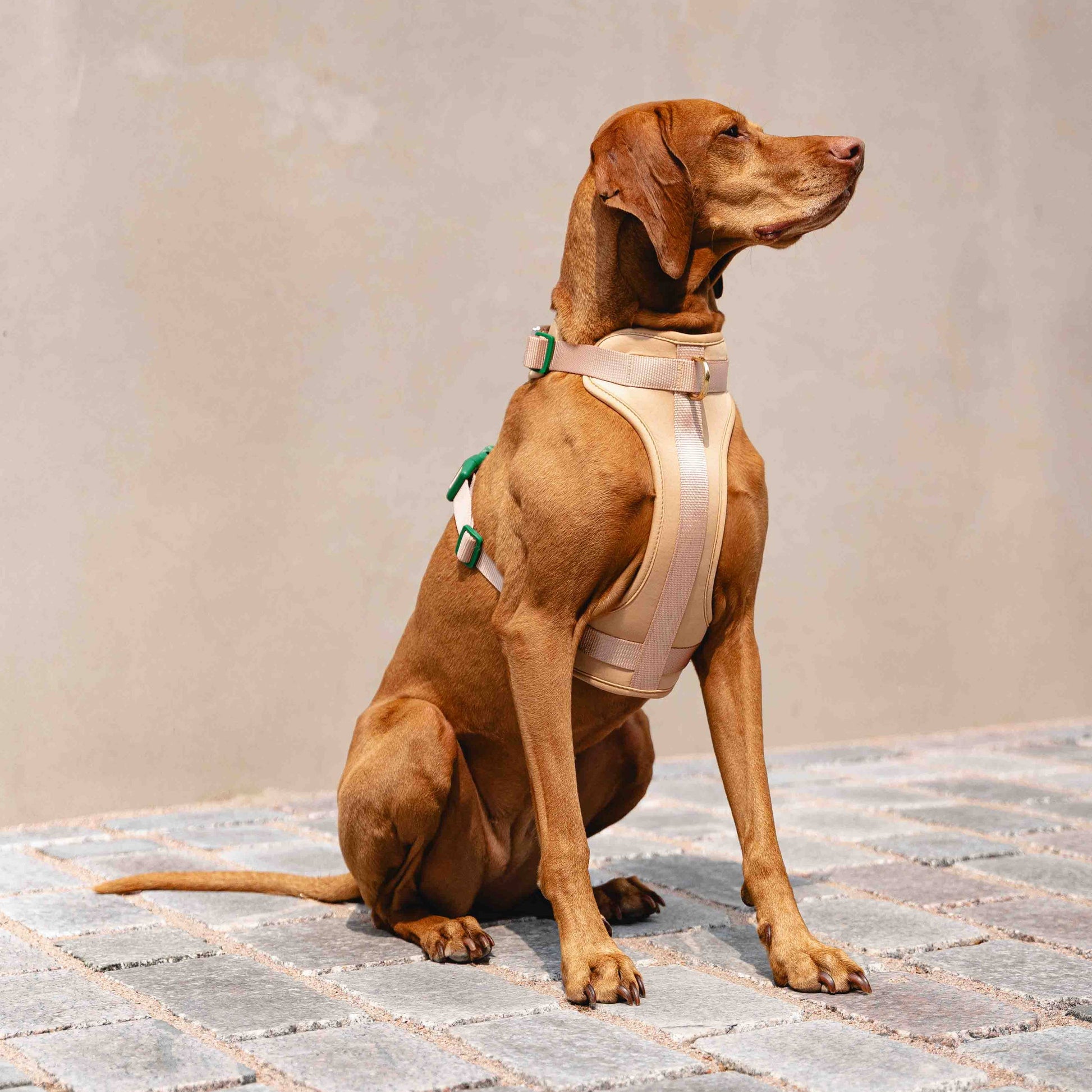 Beige & Vihreä GULA koiran valjaat