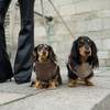 Vera dog winter coat with harness, chestnut