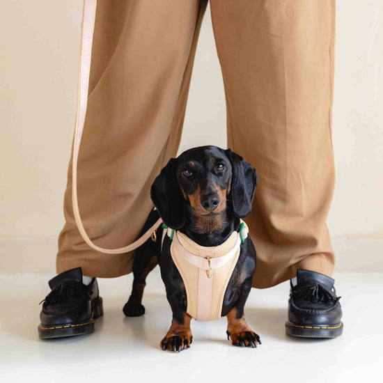 Beige & Vihreä GULA koiran valjaat