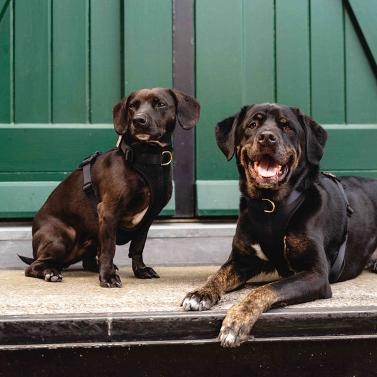 GULA koiran mustat valjaat