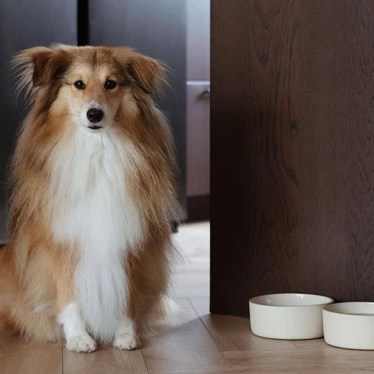 AVA bowls Fennec - keraaminen ruokakulho