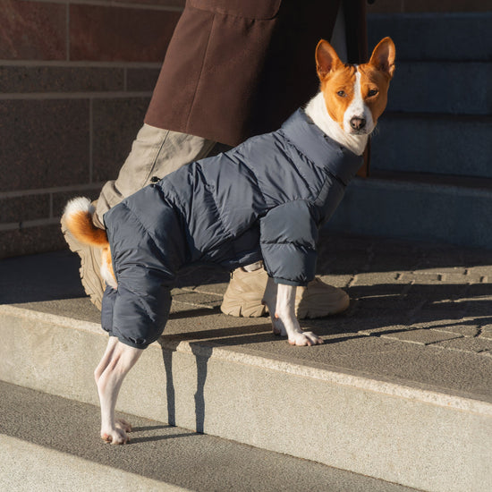 CushyCushy musta koiran puffer haalari